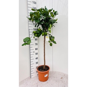 Citrus limone Lemon on stem