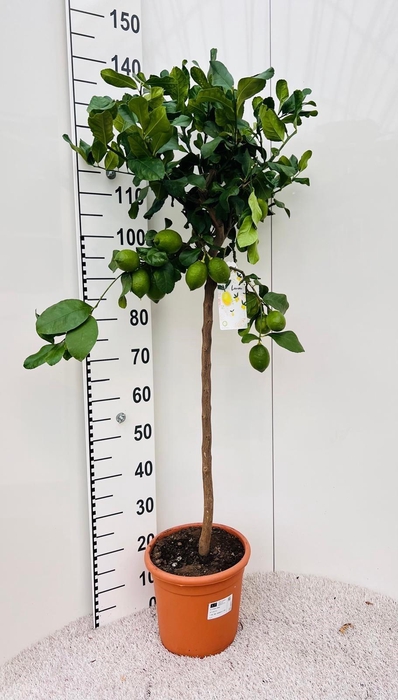 <h4>Citrus limone Lemon on stem</h4>