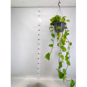 Epipremnum pinn. 'Aureum'  HG