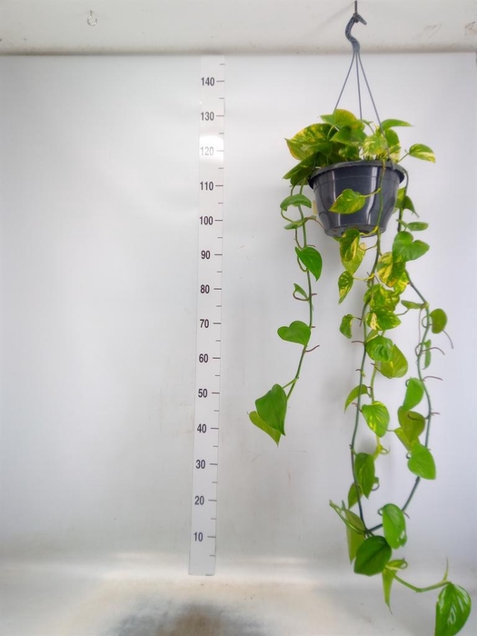 <h4>Epipremnum pinn. 'Aureum'  HG</h4>