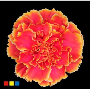 Dianthus St Fireball
