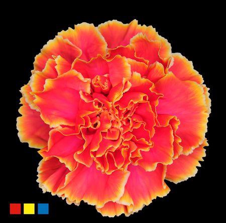 <h4>Dianthus St Fireball</h4>