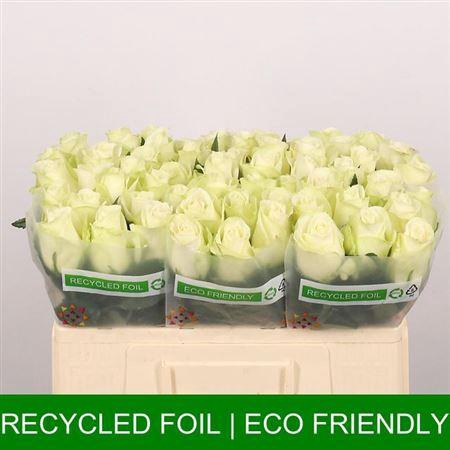 <h4>R Gr Snowstorm+</h4>