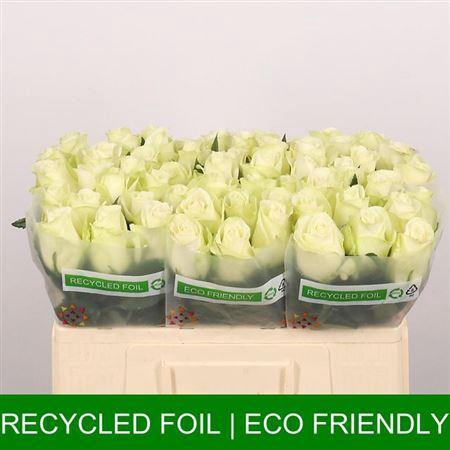 <h4>R Gr Snowstorm+</h4>