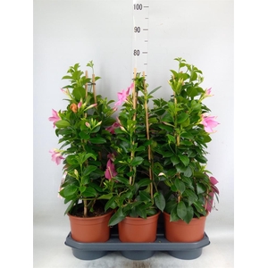 Mandevilla sand. 'SumStar Pink Mag'