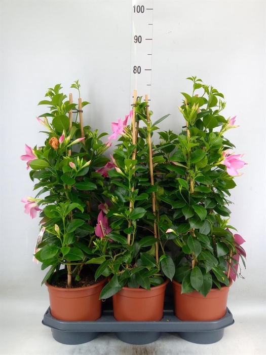 <h4>Mandevilla sand. 'SumStar Pink Mag'</h4>