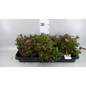Gaultheria proc. 'Big Berry'