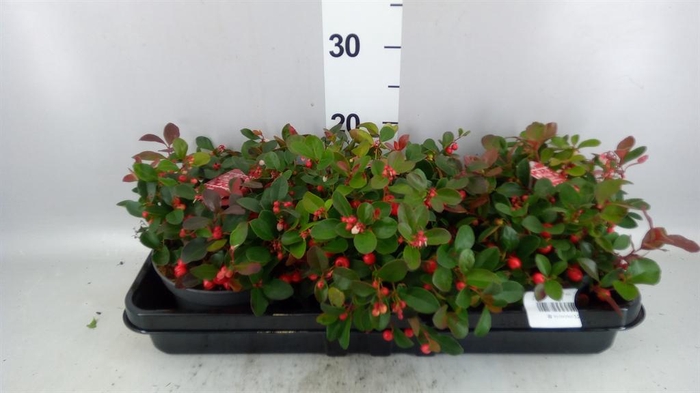 <h4>Gaultheria proc. 'Big Berry'</h4>