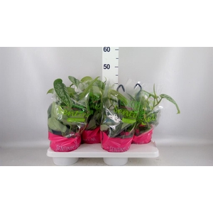 Scindapsus pictus 'Trebie'