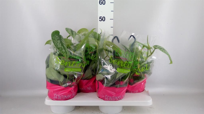 <h4>Scindapsus pictus 'Trebie'</h4>