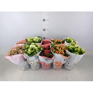 Kalanchoe blos.   ..rosebud mix GR