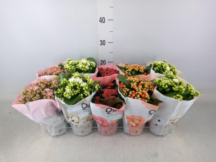 <h4>Kalanchoe blos.   ..rosebud mix GR</h4>