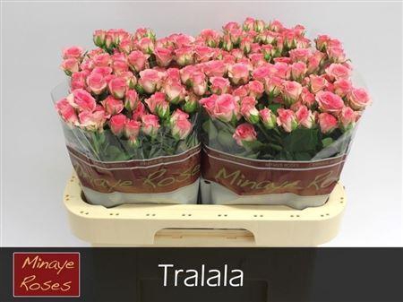 <h4>R Tr Tralala</h4>