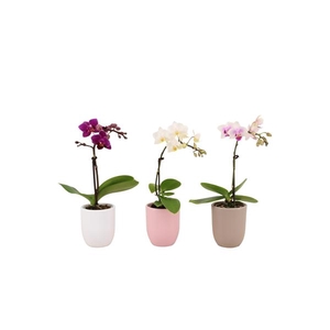 Hugo Hotel Mix Tiny Dolls Mix 1T7+ Aqu@