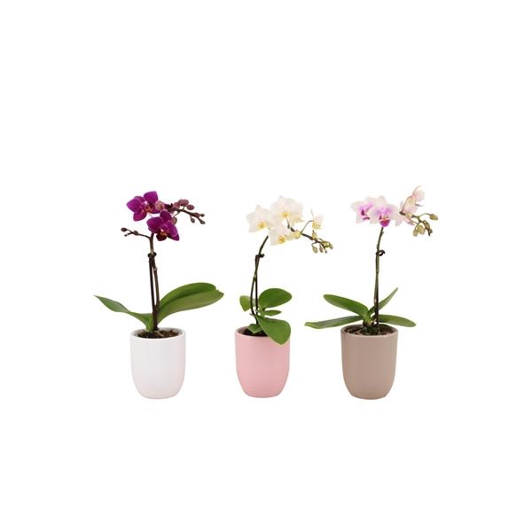 <h4>Hugo Hotel Mix Tiny Dolls Mix 1T7+ Aqu@</h4>