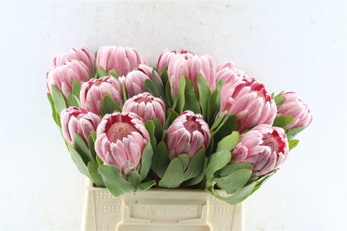 <h4>PROTEA CARNIVAL</h4>