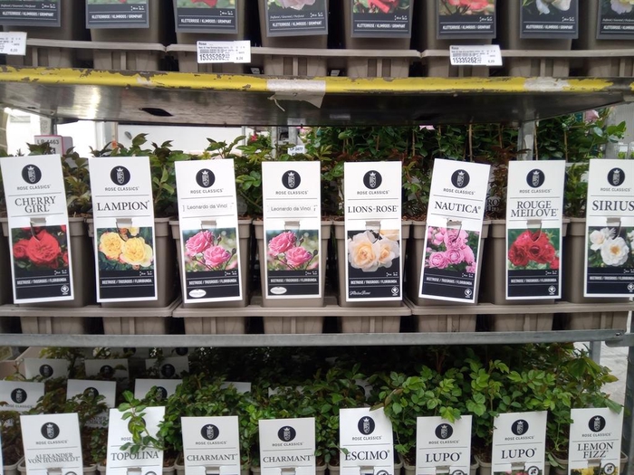 <h4>Rosa FL  ...</h4>