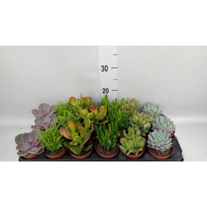 Succulents   ...mix 6