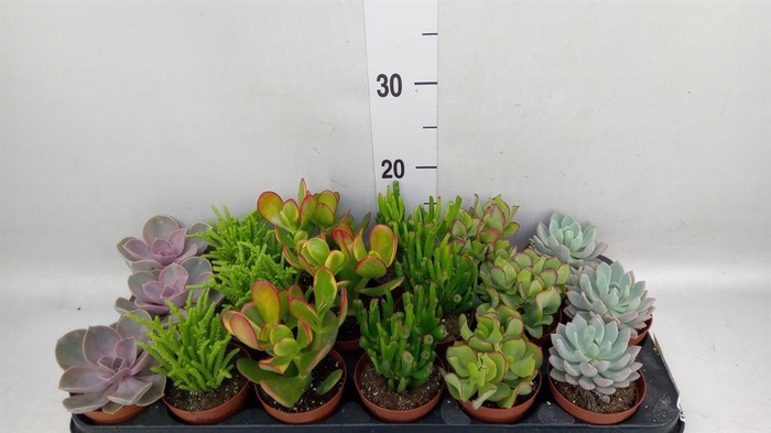 <h4>Succulents   ...mix 6</h4>