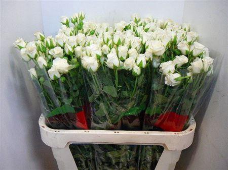 <h4>R Tr Snowy Blossoms</h4>