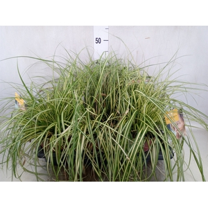 Carex hachijoensis 'Evergold'