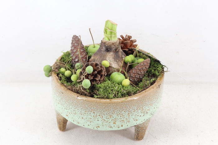 <h4>arr4 Amaryllis MB - Ker. schaal pootjes</h4>