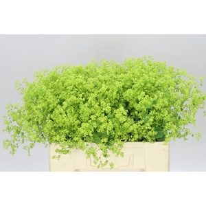 Alchemilla Robustica
