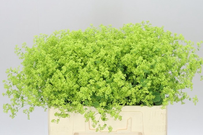 <h4>Alchemilla Robustica</h4>
