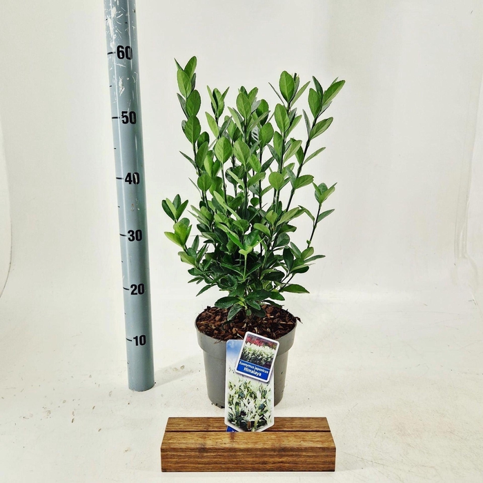 <h4>Euonymus japonicus Himalaya</h4>