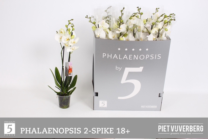 <h4>PHAL OV WIT</h4>