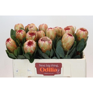 Protea Grandicolor