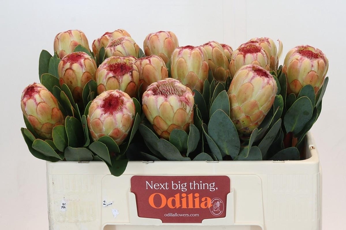 Protea Grandicolor