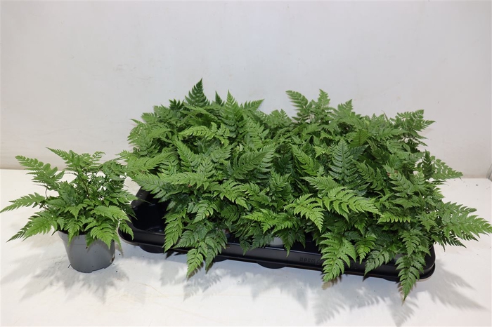 <h4>Polystichum Tsussime</h4>