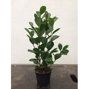 FICUS BENJAMINA p12