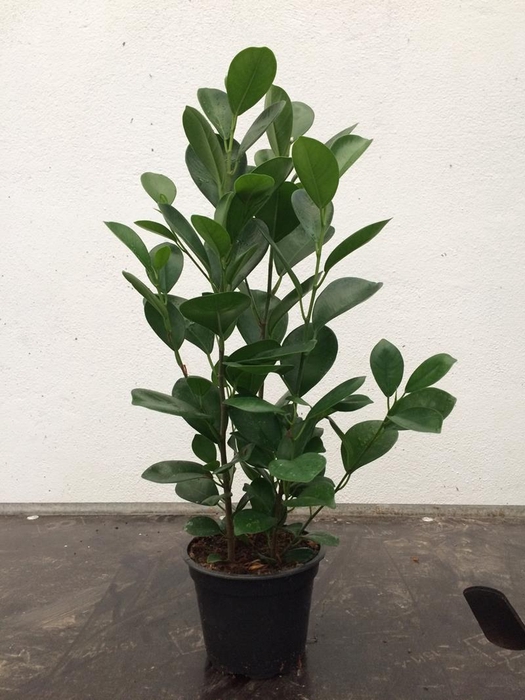 FICUS BENJAMINA