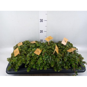 Sedum makinoi 'Tornado'