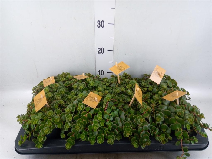 <h4>Sedum makinoi 'Tornado'</h4>