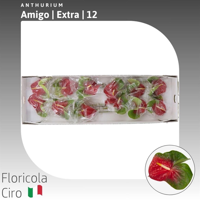 <h4>Anthurium Amigo</h4>