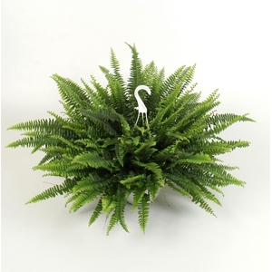 Nephrolepis exal. 'Sonata'