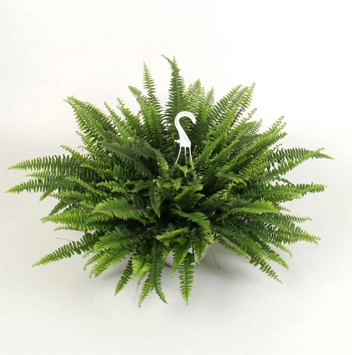 <h4>Nephrolepis exal. 'Sonata'</h4>