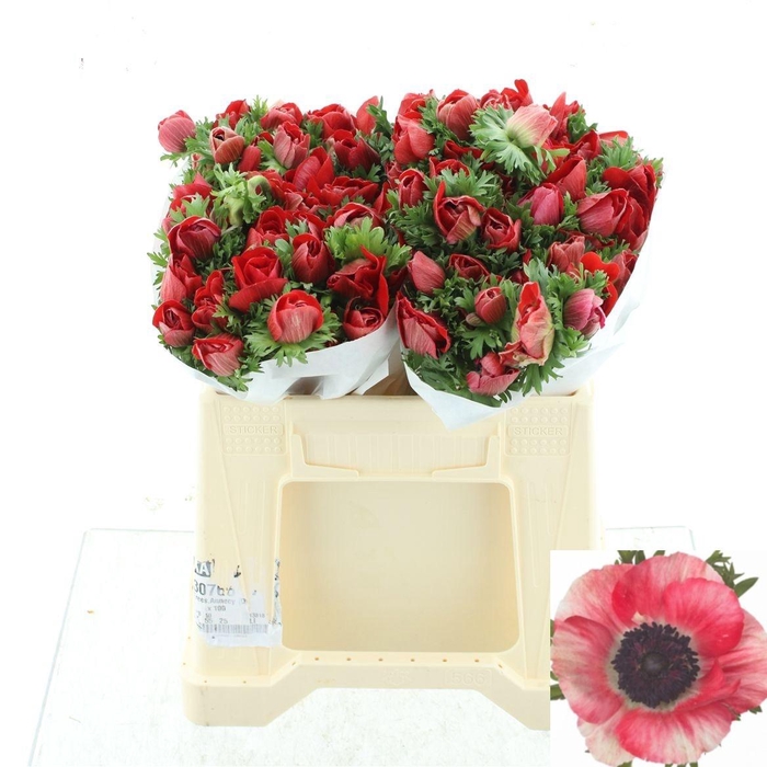 <h4>ANEM CO MIS + RED</h4>