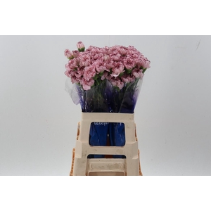 Di St Mariposa hi 60cm