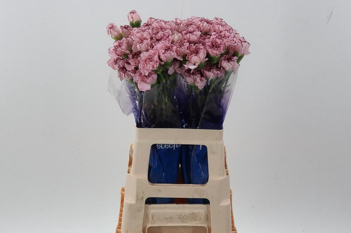 <h4>Di St Mariposa hi 60cm</h4>