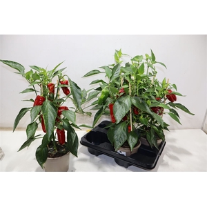 arr8 Paprika Planten Rood
