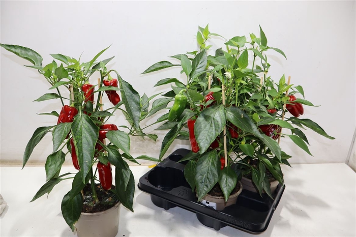 <h4>arr8 Paprika Planten Rood</h4>