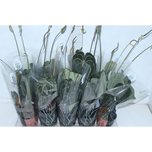 ANTH CLARINERVIUM P12