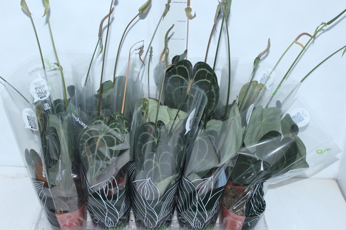 <h4>ANTH CLARINERVIUM P12</h4>