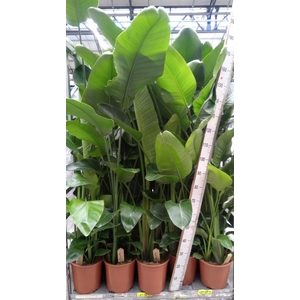 Strelitzia nicolai