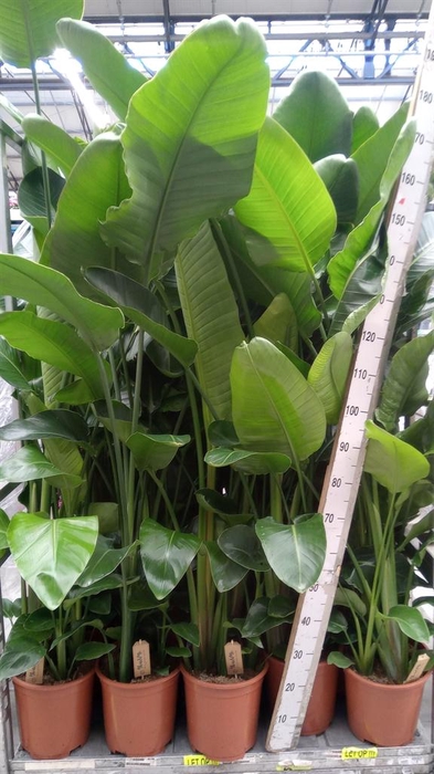 <h4>Strelitzia nicolai</h4>