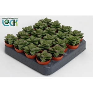 Crassula Spring Time